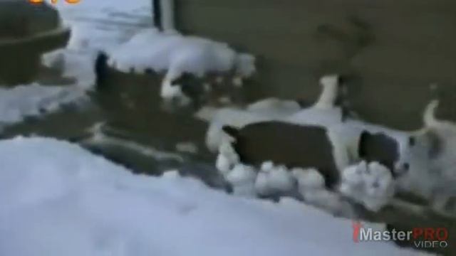 Убойные приколы! Коты песики танцуют...! смотреть онлайн