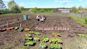 Табаководство:Посадка рассады Табака в открытый грунт.