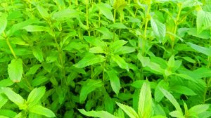 Как посадить и вырастить мяту?