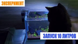Запустил аквариум на 10 литров для эксперимента. Серия 1