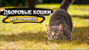Беспородные кошки - Все о виде кошек | Беспородные кошки