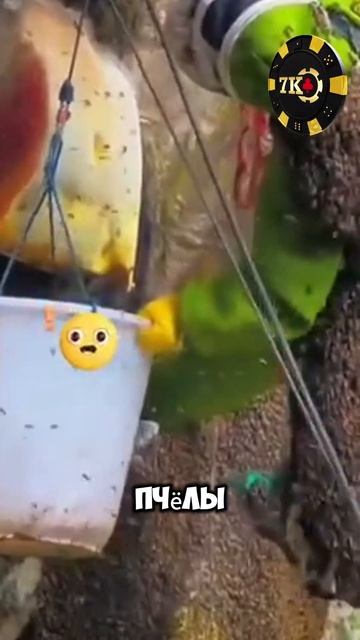 Пчелиный рай смотреть онлайн