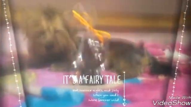 Лучшая собака Дина!