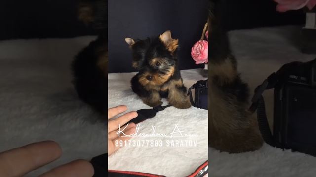 Щенки йоркширского терьера #йорк #щенкийорка .Саратов