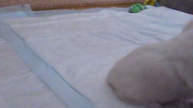 Щеночки от пары KITTY DAM'S SHEDEVR x KIM BESINGER, род.3.02.14 смотреть онлайн