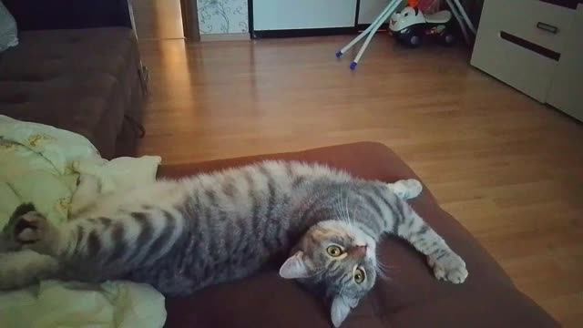 Смешные Коты и Кошки Том и Мила смотреть онлайн