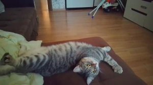 Смешные Коты и Кошки Том и Мила