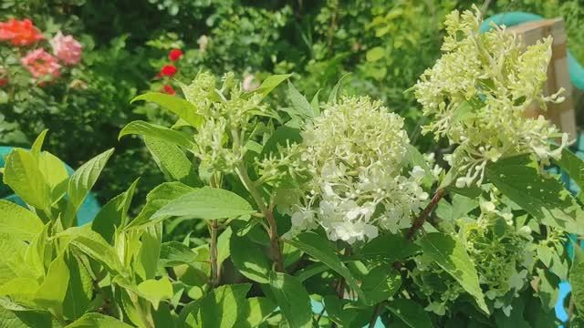 Восстанавливаю коллекцию метельчатых гортензий после природных катаклизмов. Обзор посылки с цветами