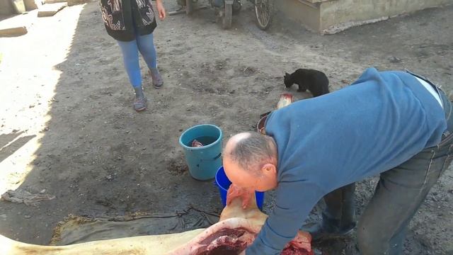 МИ ЗАРІЗАЛИ СВИНЮ: #рекомендации