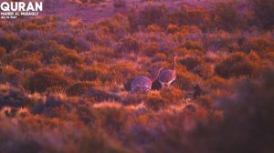 Коран с видео-Природой для чтения
В формате 4к Махер Аль Муакли сура-7 Аль-Араф