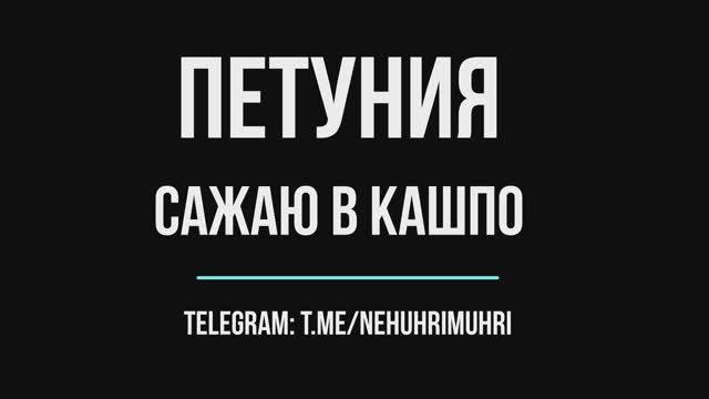 Петуния сажаю в кашпо смотреть онлайн