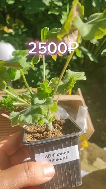 РАСПАКОВКА 🔥 смотреть онлайн