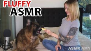 АСМР  Mommy Amy Пушистая СОБАКА АСМР - Немецкая овчарка ест различную хрустящую еду