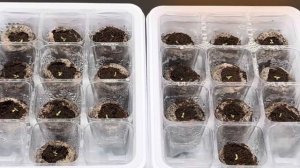 Эустома взошла, что делать дальше?