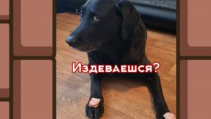 Сила воли у собаки