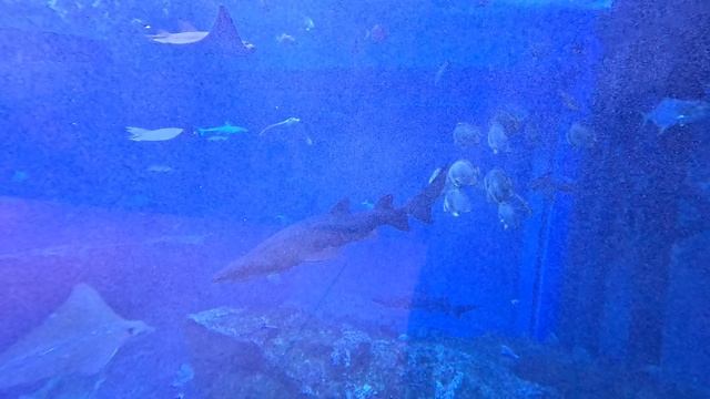 Дубай | аквариум в дубаи | дубай молл | 2025 смотреть онлайн