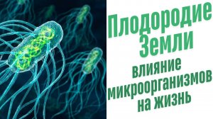 Влияние микроорганизмов на жизнь.