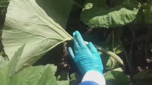 Как собирать папоротник / крапива / черемша / белокопытник японский лопух