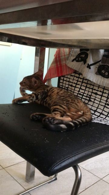 Рыся умывается