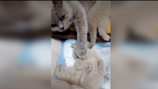 Новые приколы 2016 смотреть онлайн