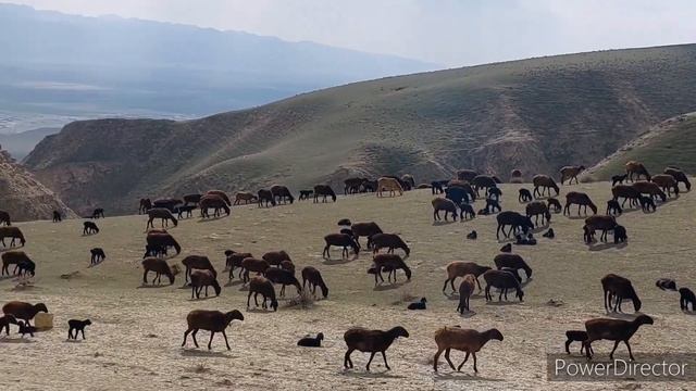 Таджикистан шахритуз совхоз Гагарин 2022 24 феврал