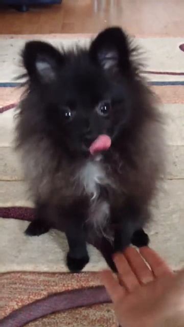 Шпиц первый раз дает лапу.