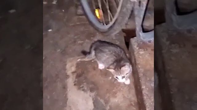 поцелуй на вкус как стиральный порошок #жуть #кот #подв смотреть онлайн