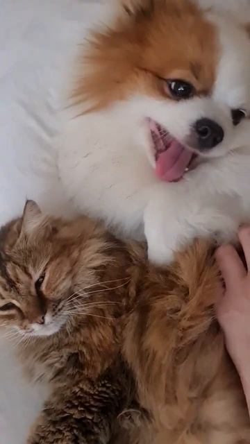 Шпиц Гучик любит Кисюню.