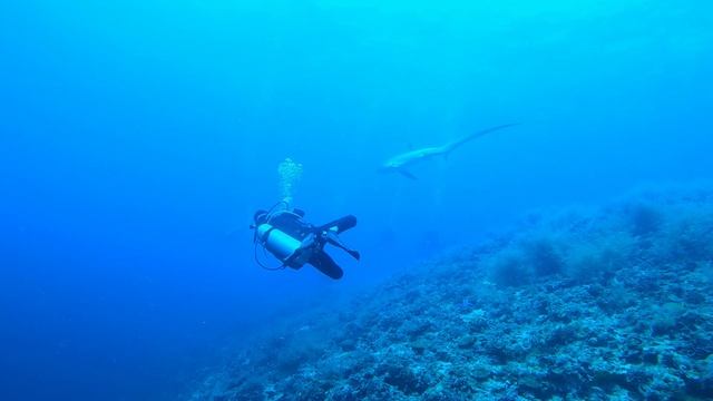 трешер-шарк 5