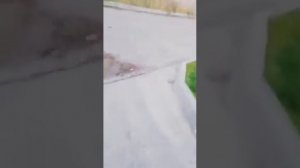 Прогулка со Шпицем Лукасом😊