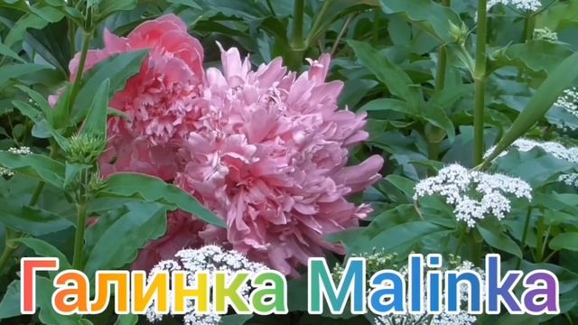 Ольга Уралочка live / Вот и всё /Идёт работать на стройку /Обзор Влогов /Уралочка и Сафар