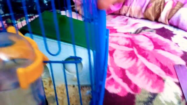 Ураа! У снежки новая клетка. Заселение.//хомки шоу.