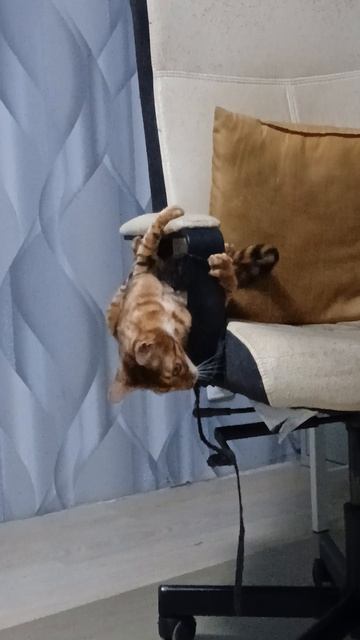 Рыся дерется с креслом