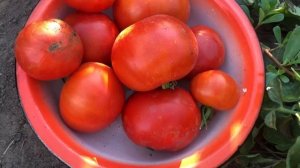 Жара.Томат Монгольский карлик.