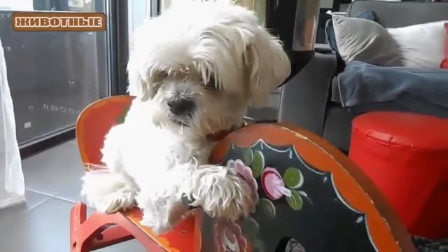 Смешные Собаки подрожают людям. Подборка [HD] смотреть онлайн