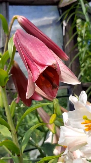 У меня одновременно цветут 3 сорта трубчатых лилий гиг смотреть онлайн