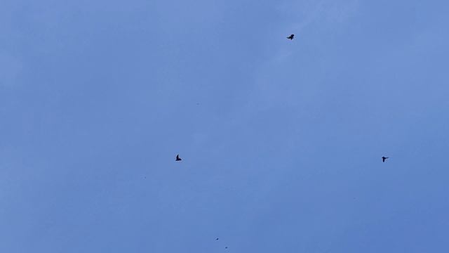 17.05.2025г Обзор и подъем Голубей! смотреть онлайн