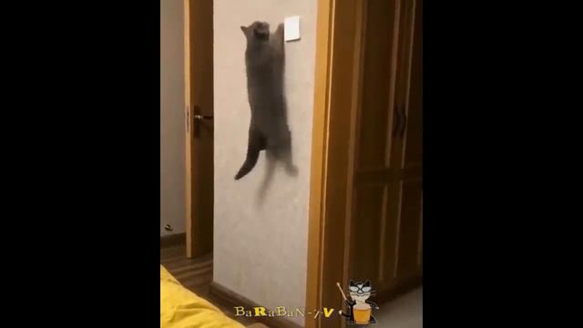 Только смешные кошки! Подборка приколов с котами, кошками и котятами смотреть онлайн