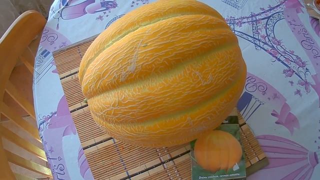 Вкусная дыня,сорт Эфиопка,из теплицы Фильм 43 смотреть онлайн