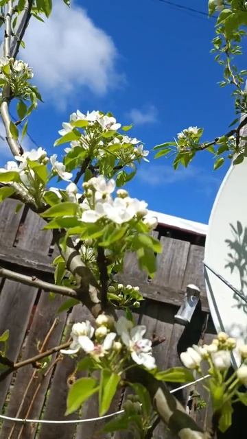 Груша цветет смотреть онлайн