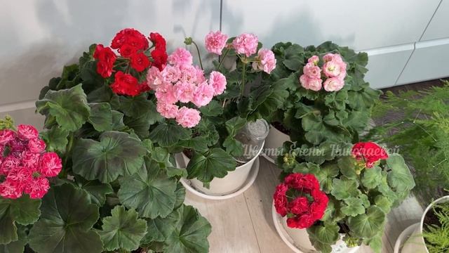 ГЕРАНЬ НЕ ВЫЖИВЕТ без ЭТИХ 10 ПРАВИЛ! Даже чахлый цвето? смотреть онлайн