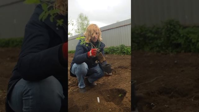 Жимолость будет просто усыпана сладкими ягодами при такой посадке! смотреть онлайн