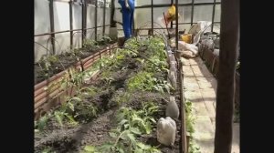 ВОСКРЕСНЫЕ ДАЧНИКИ  😍 ОБЗОР РАБОТ В ПАРНИКЕ И НА ОГОРОДЕ 👍