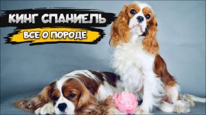 Кавалер кинг-чарльз-спаниель - Все о породе собаки | Собака породы кавалер кинг-чарльз-спаниель