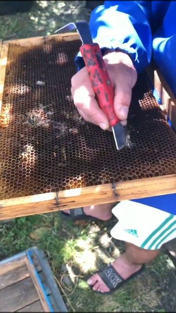 Восковая моль на рамке#пчелы #бизнес #пчеловодство