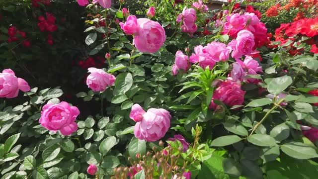 САДЫ ЯПОНИИ АНГЛИЙСКИЙ САД ИОКОГАМЫ. РОЗЫ В ПОЛНОМ ЦВЕТУ смотреть онлайн