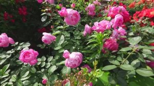 САДЫ ЯПОНИИ АНГЛИЙСКИЙ САД ИОКОГАМЫ. РОЗЫ В ПОЛНОМ ЦВЕТУ
