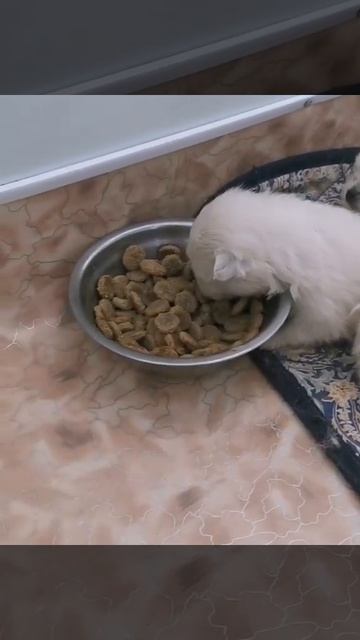 Щенки шпиц познают мир смотреть онлайн