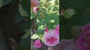 роза плетистая Французское платье 29 июня