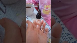 Приручили бабочку и покормили мёдом.